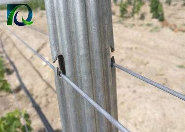 H Shape Holes Metal Vineyard Trellis Posts 1.5mm-2.0mm Thickness High Strength