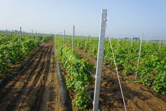 8ft γαλβανισμένος τύπος 2mm τρυπών Χ Trellis αμπελώνων θέσεις