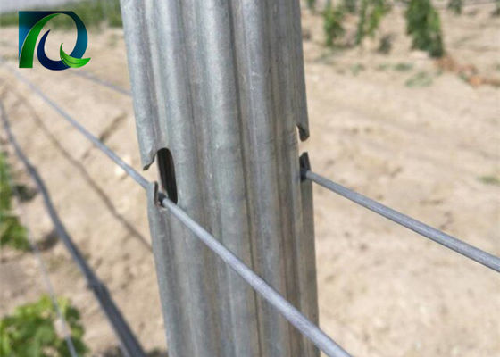 Μέταλλο 1.8m Trellis αμπελώνων θέσεις για το καλώδιο 1.63.0MM