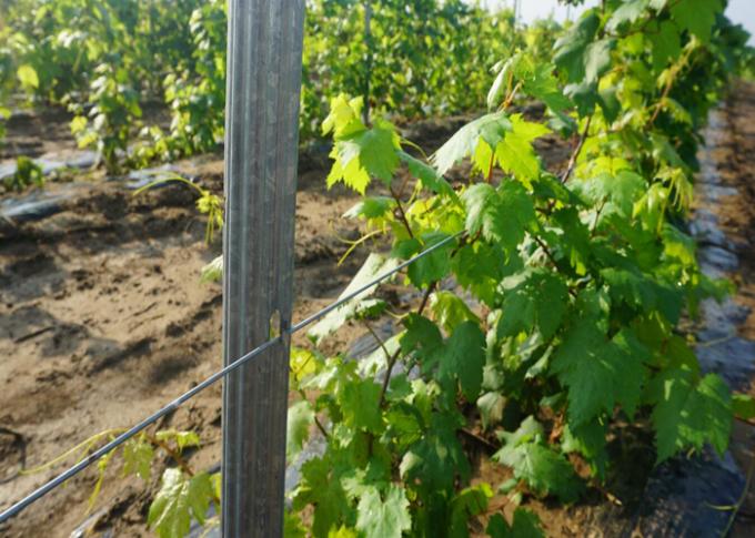 Καυτή βυθισμένη γαλβανισμένη μετα 2.0mm χάλυβα χρήση πάχους αμπελώνων για την ανάπτυξη σταφυλιών
