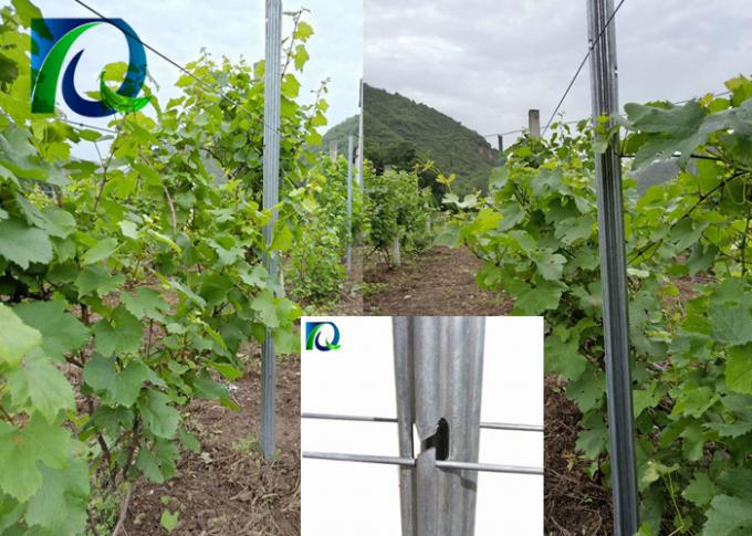 Αντιοξειδωτικές Trellis αμπελώνων μετάλλων θέσεις με διαμορφωμένες τις Χ τρύπες για το καλώδιο 1.63.0MM