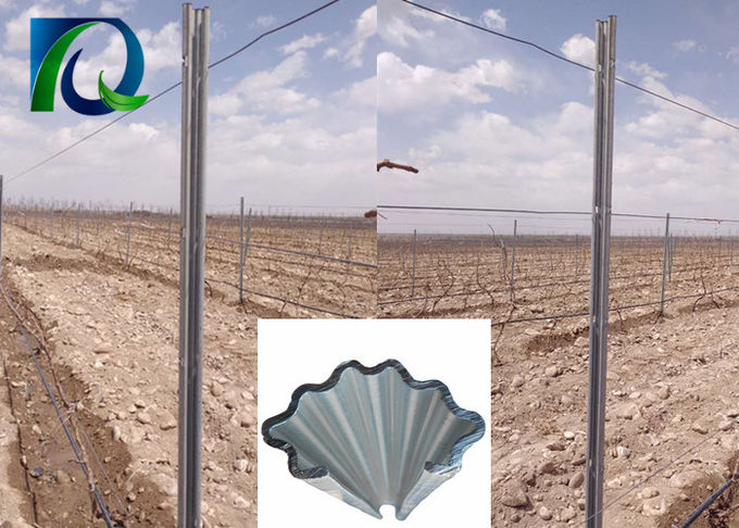 Trellis αμπελώνων μετάλλων τύπων Γ καυτή γαλβανισμένη εύκολη οργάνωση θέσεων 275G/M2