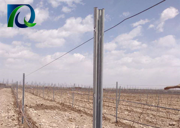 Trellis υποστήριξης αμπέλων σταφυλιών θέσεων φρακτών αμπελώνων χάλυβα 54x30MM στεγανό