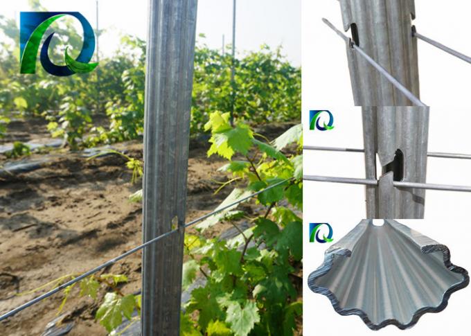 Βαρέων καθηκόντων Trellis αμπελώνων μετάλλων θέσεις με την χ-διαμορφωμένη ζωή υπηρεσιών τρυπών μακριά