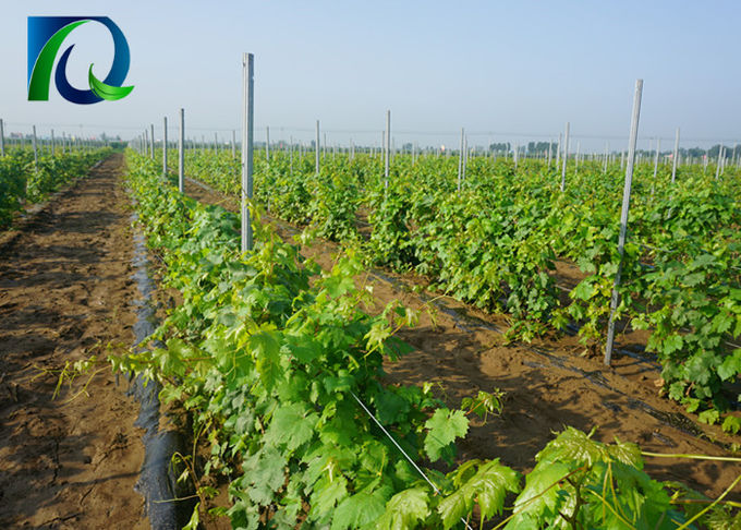 Γαλβανισμένος ασήμι αμπελώνας Πολωνοί, μέγεθος 2.0MM X 2.5M τύπων Γ θέσεων αμπέλων σταφυλιών